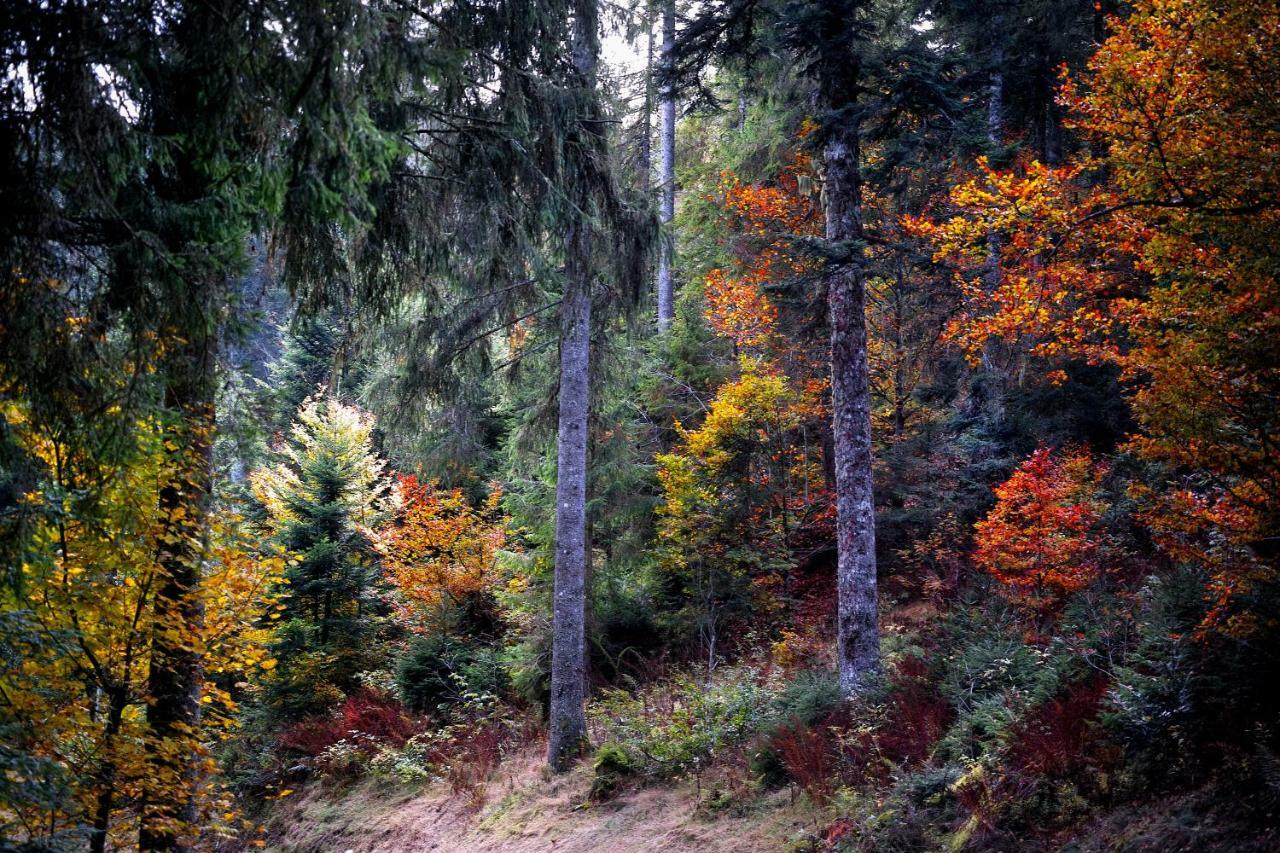 C1 Albmatte-Fewo Sauna, Hallenbad Aussenbecken Massagen Nebenan Menzenschwand Bagian luar foto